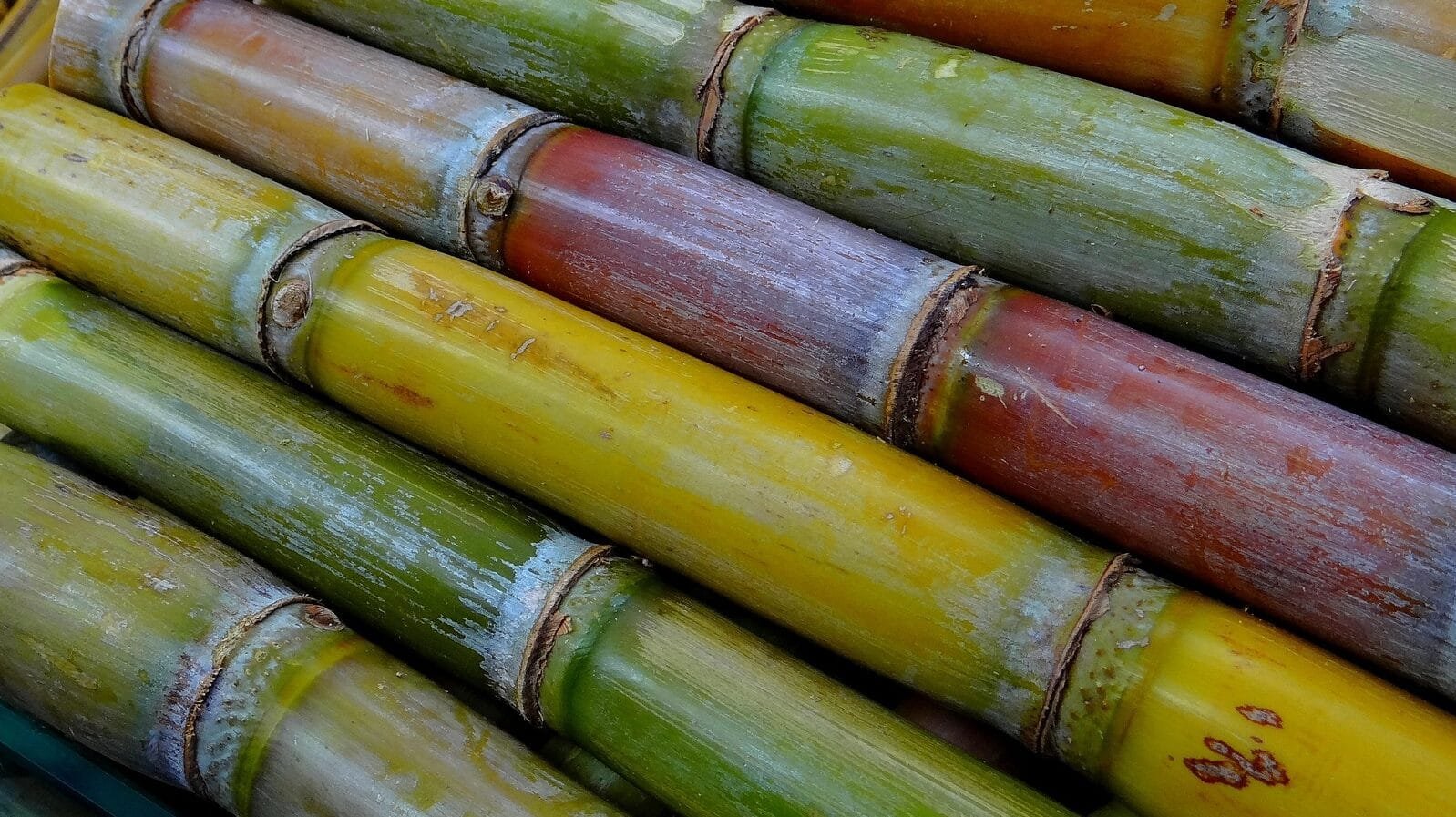 Farmers will become rich by sowing sugarcane