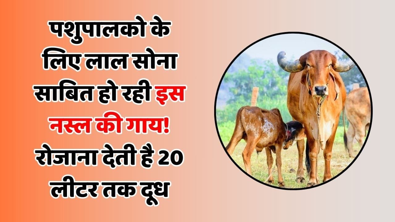 पशुपालको के लिए लाल सोना साबित हो रही इस नस्ल की गाय! रोजाना देती है 20 लीटर तक दूध