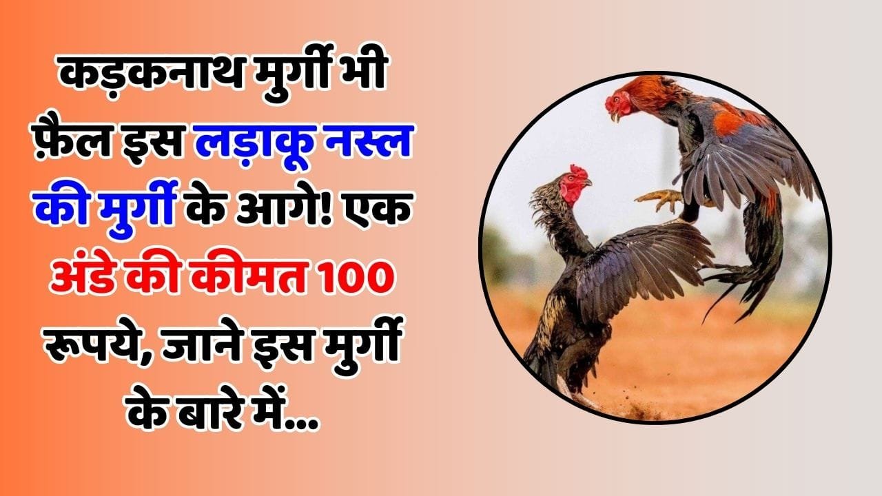 कड़कनाथ मुर्गी भी फ़ैल इस लड़ाकू नस्ल की मुर्गी के आगे! एक अंडे की कीमत 100 रूपये, जाने इस मुर्गी के बारे में...