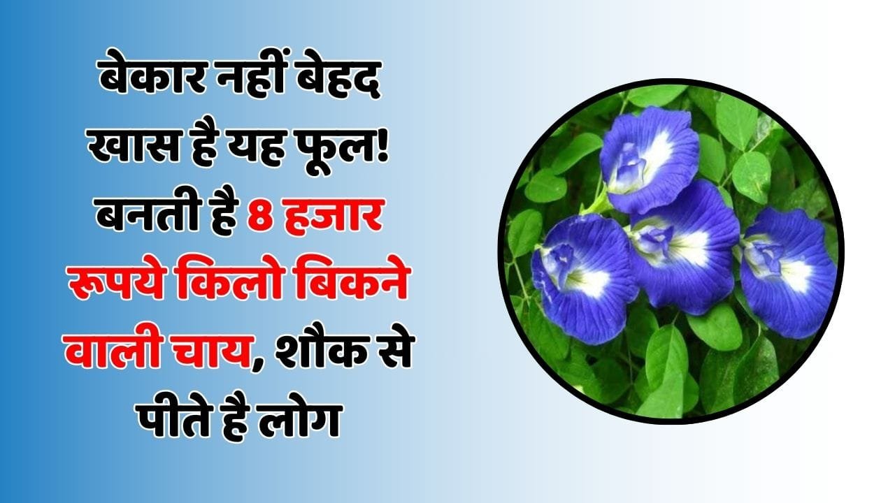 बेकार नहीं बेहद खास है यह फूल! बनती है 8 हजार रूपये किलो बिकने वाली चाय, शौक से पीते है लोग