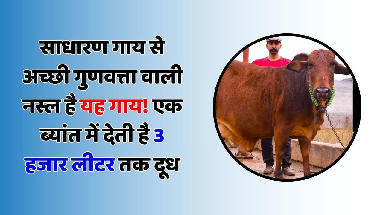 साधारण गाय से अच्छी गुणवत्ता वाली नस्ल है यह गाय! एक ब्यांत में देती है 3 हजार लीटर तक दूध