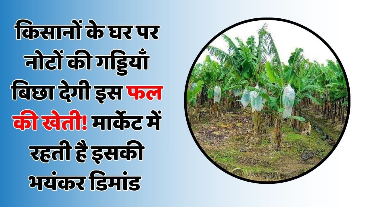किसानों के घर पर नोटों की गड्डियाँ बिछा देगी इस फल की खेती! मार्केट में रहती है इसकी भयंकर डिमांड
