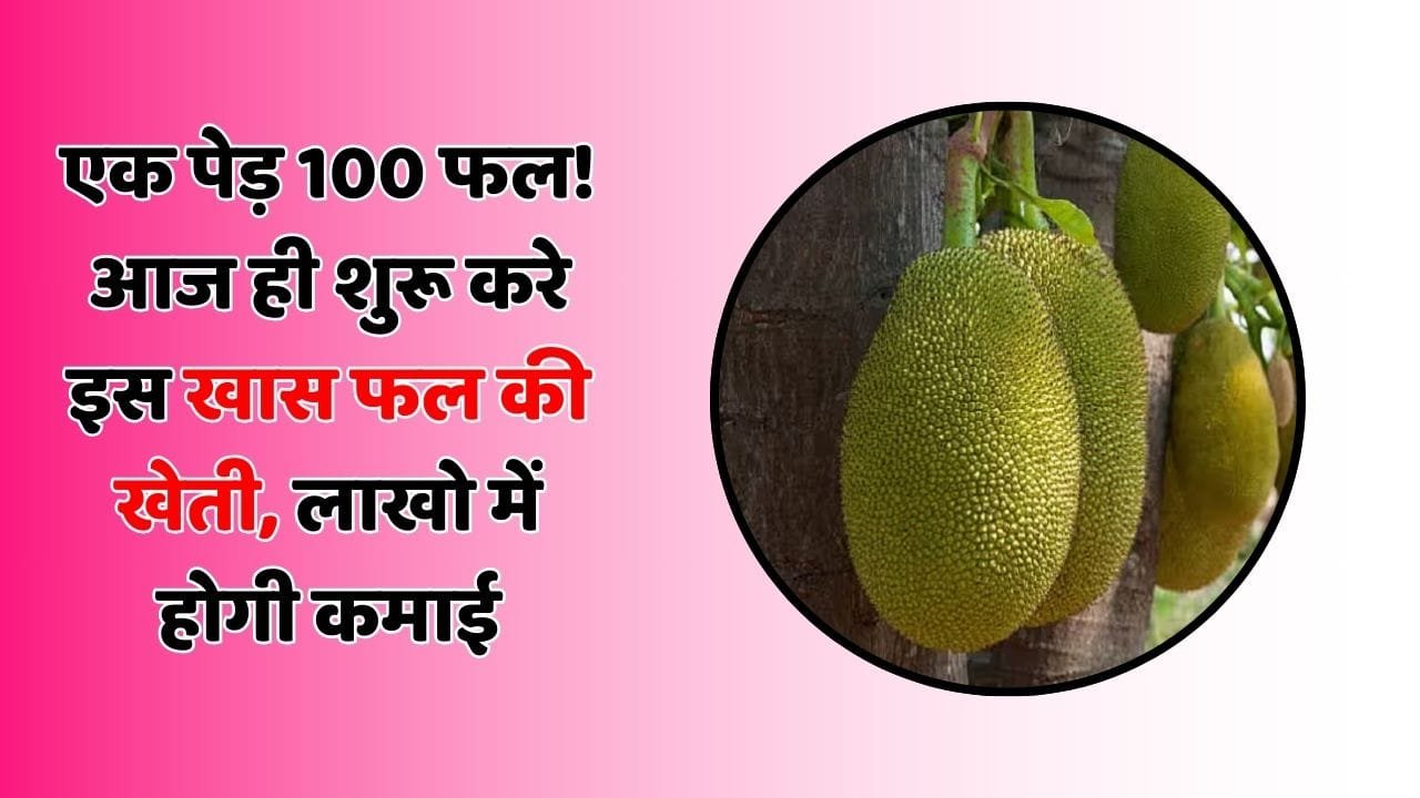 एक पेड़ 100 फल! आज ही शुरू करे इस खास फल की खेती, लाखो में होगी कमाई