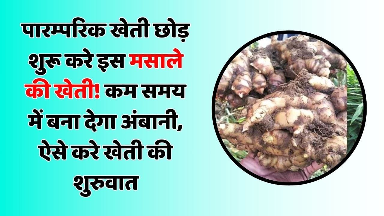 पारम्परिक खेती छोड़ शुरू करे इस मसाले की खेती! कम समय में बना देगा अंबानी, ऐसे करे खेती की शुरुवात