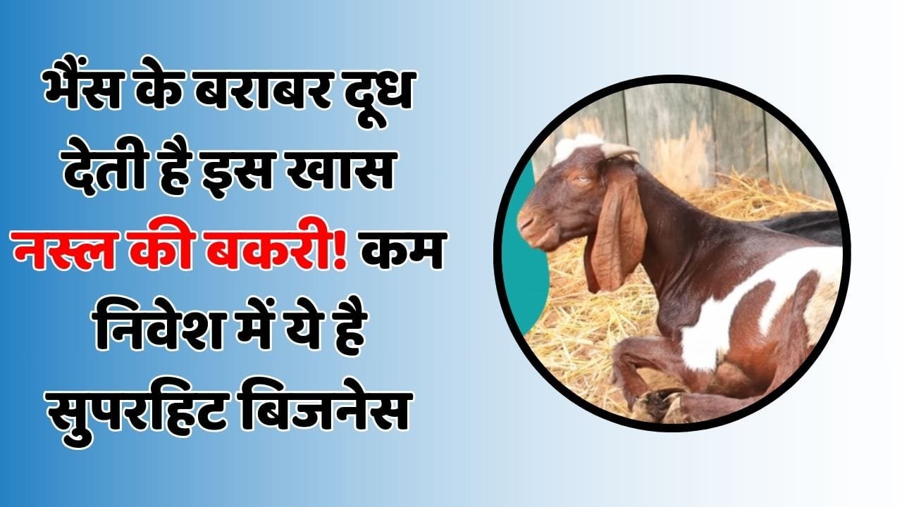 भैंस के बराबर दूध देती है इस खास नस्ल की बकरी! कम निवेश में ये है सुपरहिट बिजनेस