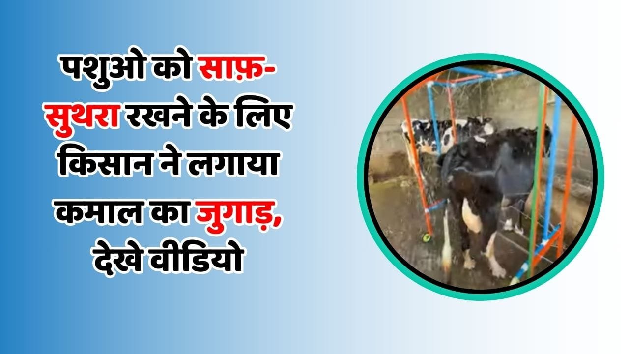 पशुओ को साफ़-सुथरा रखने के लिए किसान ने लगाया कमाल का जुगाड़, देखे वीडियो