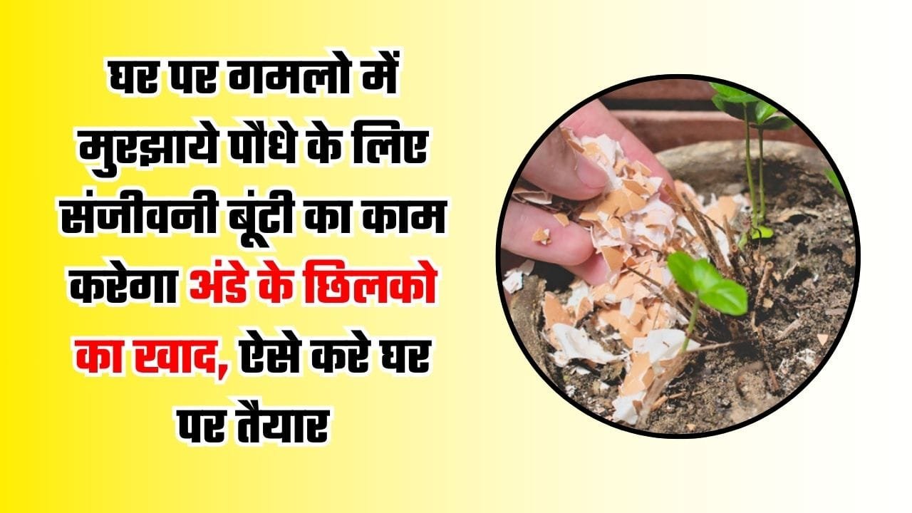 घर पर गमलो में मुरझाये पौधे के लिए संजीवनी बूंटी का काम करेगा अंडे के छिलको का खाद, ऐसे करे घर पर तैयार