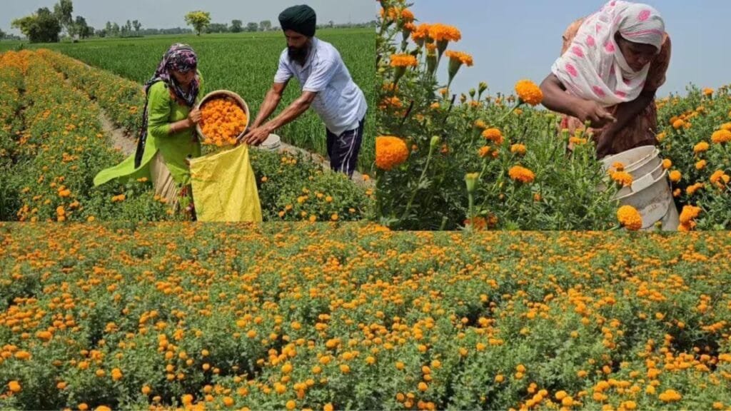 कम लागत में किसानों को मालामाल कर देगी इस खास फूल की खेती! जाने खेती करने का आसान तरीका