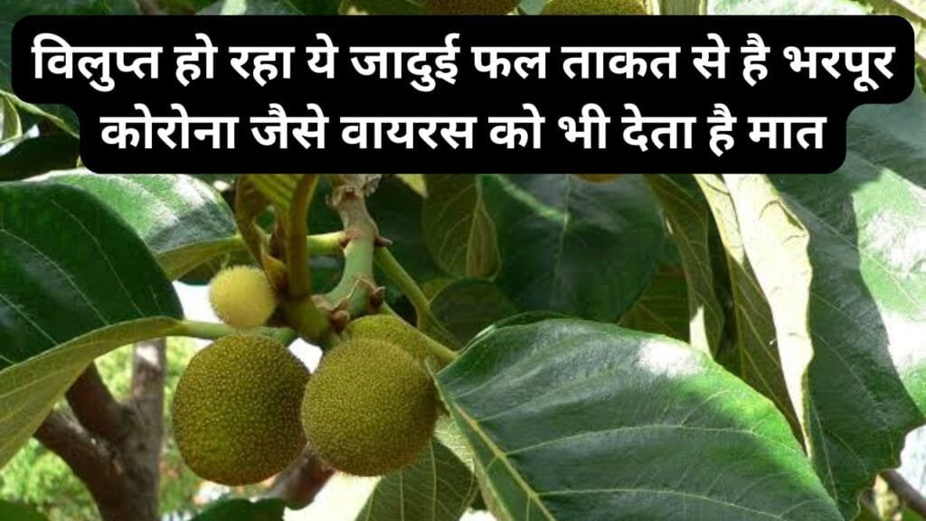 विलुप्त हो रहा ये जादुई फल, ताकत से है भरपूर कोरोना जैसे वायरस को भी देता है मात, जानिए इस फल का नाम