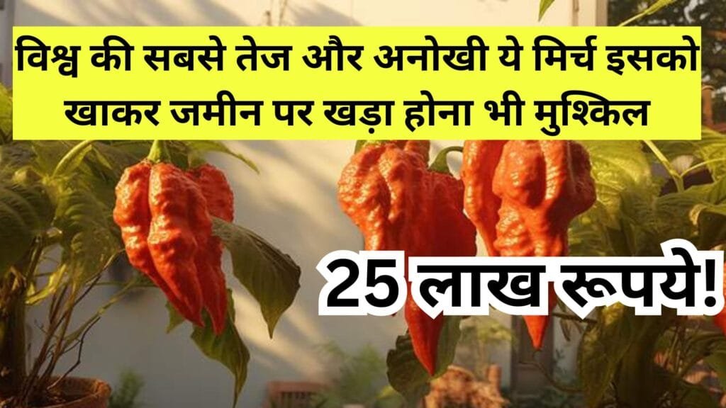 25 लाख रूपये! विश्व की सबसे तेज और अनोखी ये मिर्च, इसको खाकर जमीन पर खड़ा होना भी मुश्किल, पढ़िए नाम और काम