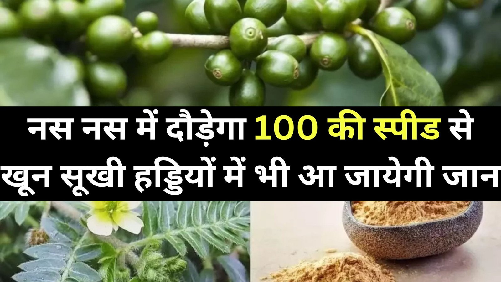 नस नस में दौड़ेगा 100 की स्पीड से खून, सूखी हड्डियों में भी आ जायेगी जान, पढ़िए इस जड़ी का नाम और काम