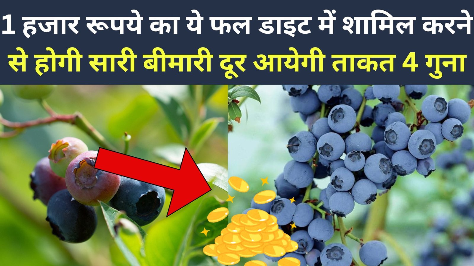 1 हजार रूपये किलो बिकता है ये फल, डाइट में शामिल करने से होगी सारी बीमारी दूर, आयेगी ताकत 4 गुना, पढ़िए इस नीले फल के बारे में