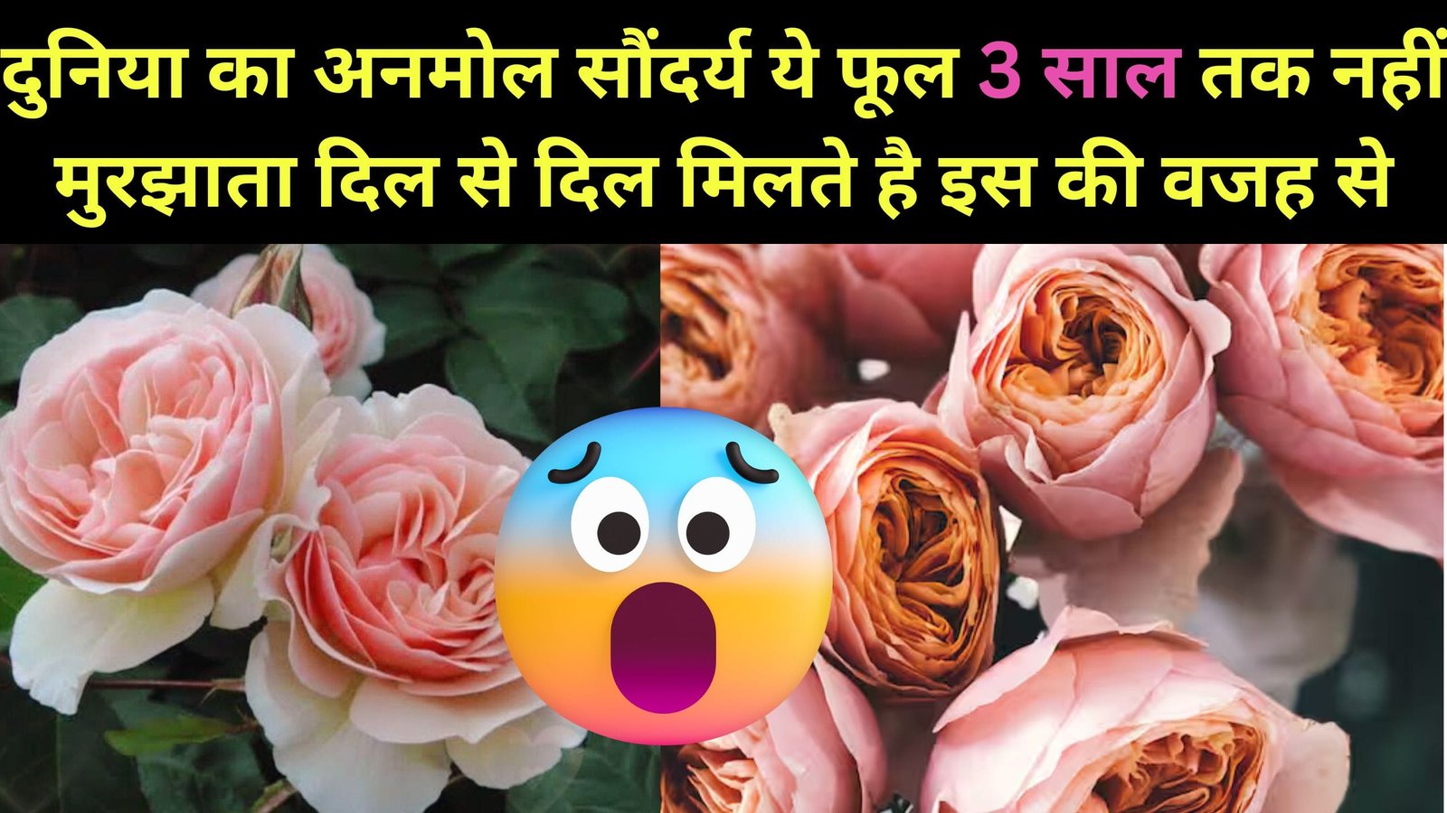 दुनिया का अनमोल सौंदर्य ये फूल, 3 साल तक नहीं मुरझाता, दिल से दिल मिलते है इस की वजह से, ढूंढ़ते फिरते रहेंगे इस फूल को
