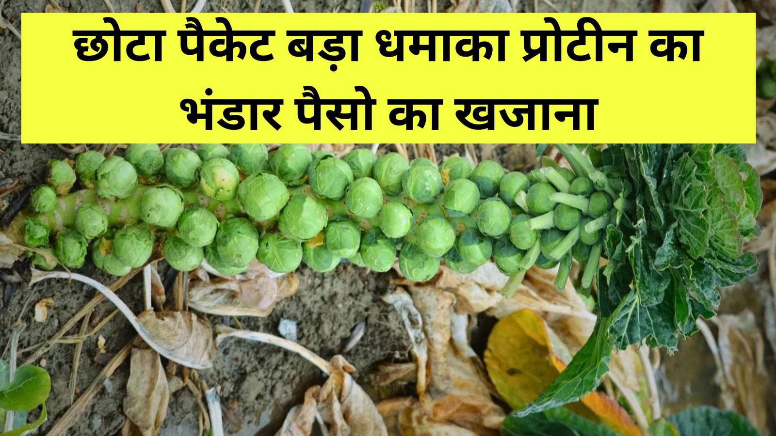 छोटा पैकेट बड़ा धमाका, प्रोटीन का भंडार, पैसो का खजाना, अपनाये इस फसल को