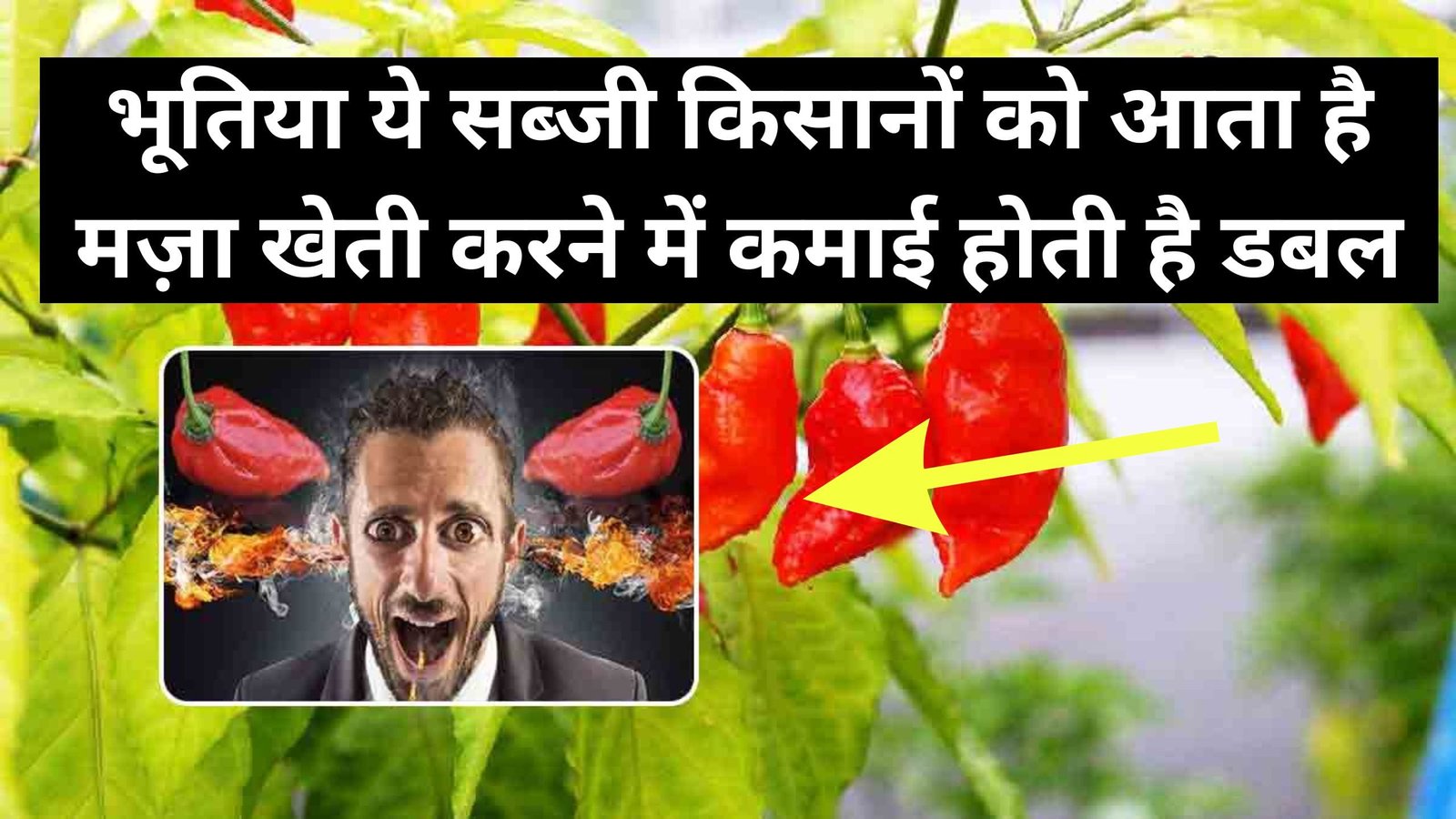 भूतिया ये सब्जी, किसानों को आता है मज़ा खेती करने में, कमाई होती है डबल, 2 बीघा में लाख की कमाई
