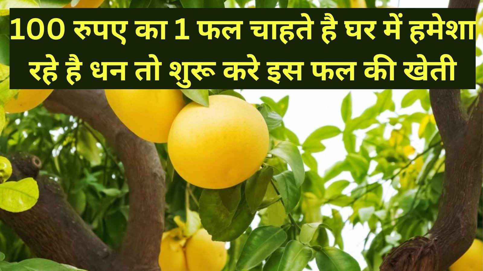 100 रुपए का 1 फल, चाहते है घर में हमेशा रहे है धन, तो शुरू करे इस फल की खेती, जानिए इस फल की खेती