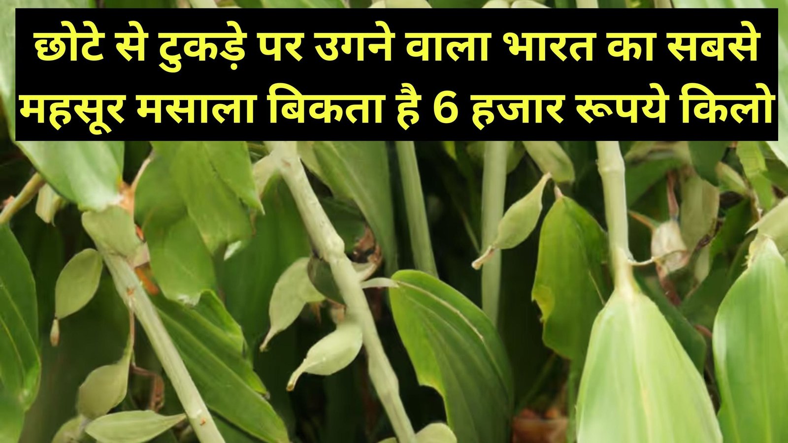 छोटे से टुकड़े पर उगने वाला भारत का सबसे महसूर मसाला, बिकता है 6 हजार रूपये किलो, जानिए इस मसाले का नाम