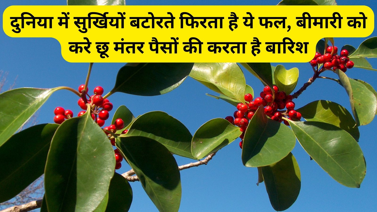 दुनिया में सुर्खियों बटोरते फिरता है ये फल, बीमारी को करे छू मंतर, पैसों की करता है बारिश