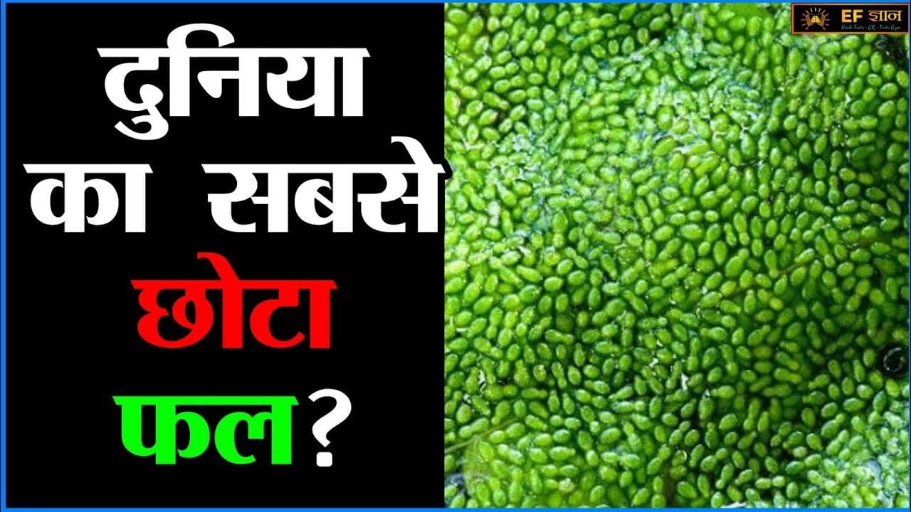 दुनिया का सबसे छोटा फल, विटामिन की गोली की तरह करता है काम, आइये जानते हैं नाम और काम