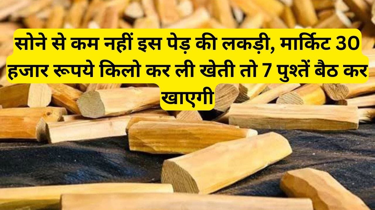 सोने से कम नहीं इस पेड़ की लकड़ी, मार्किट 30 हजार रूपये किलो, कर ली खेती तो 7 पुश्तें बैठ कर खाएगी, जाने डिटेल में