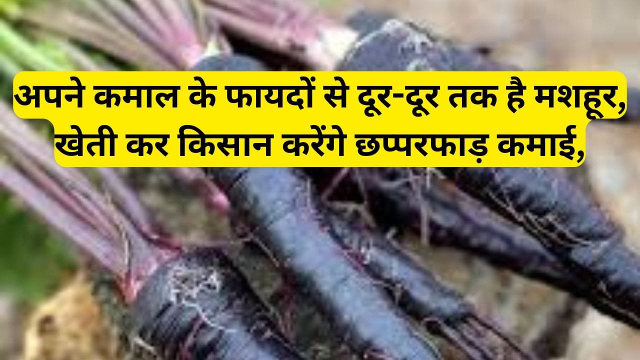 अपने कमाल के फायदों से दूर-दूर तक है मशहूर, खेती कर किसान करेंगे छप्परफाड़ कमाई, जाने इस काले फल का नाम