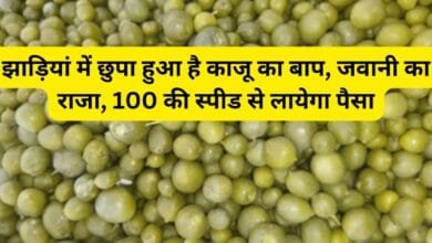 झाड़ियां में छुपा हुआ है काजू का‌ बाप, जवानी का राजा, 100 की स्पीड से लायेगा पैसा, जाने इस फल का नाम