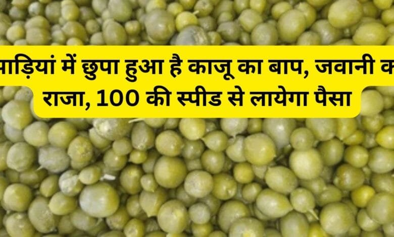 झाड़ियां में छुपा हुआ है काजू का‌ बाप, जवानी का राजा, 100 की स्पीड से लायेगा पैसा, जाने इस फल का नाम