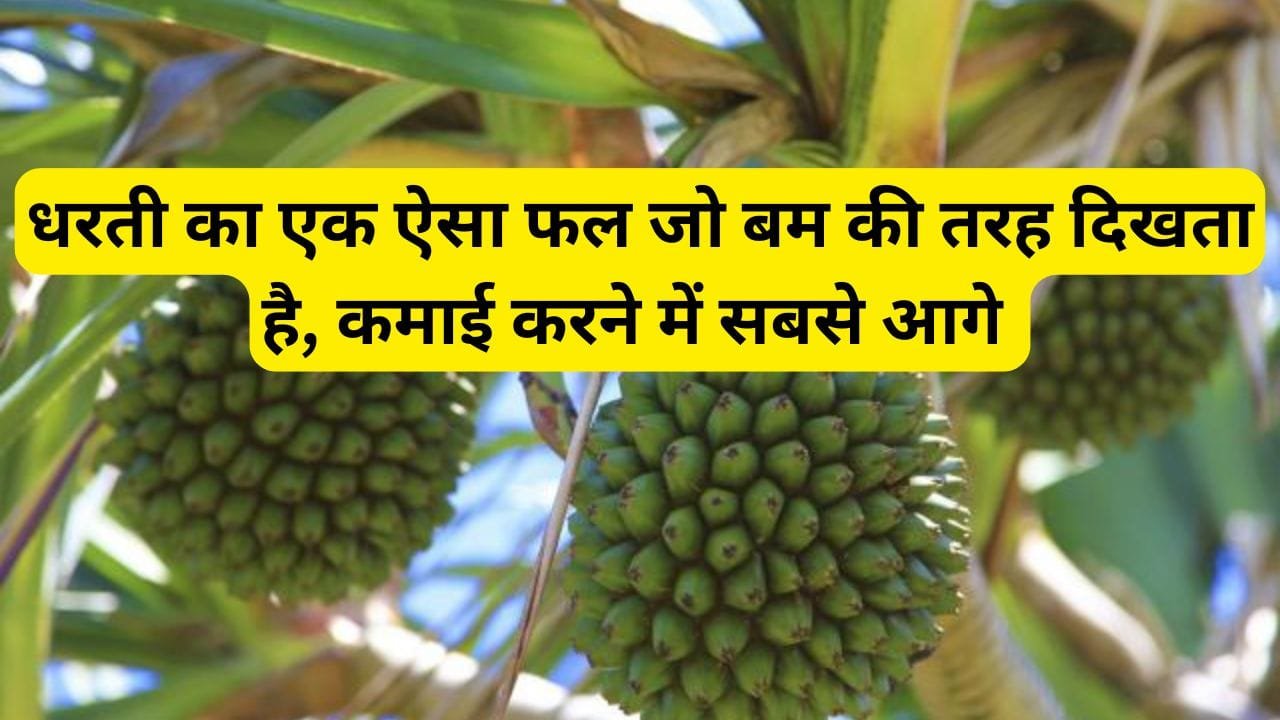 धरती का एक ऐसा फल जो बम की तरह दिखता है, कमाई करने में सबसे आगे है, जाने इस फल का नाम