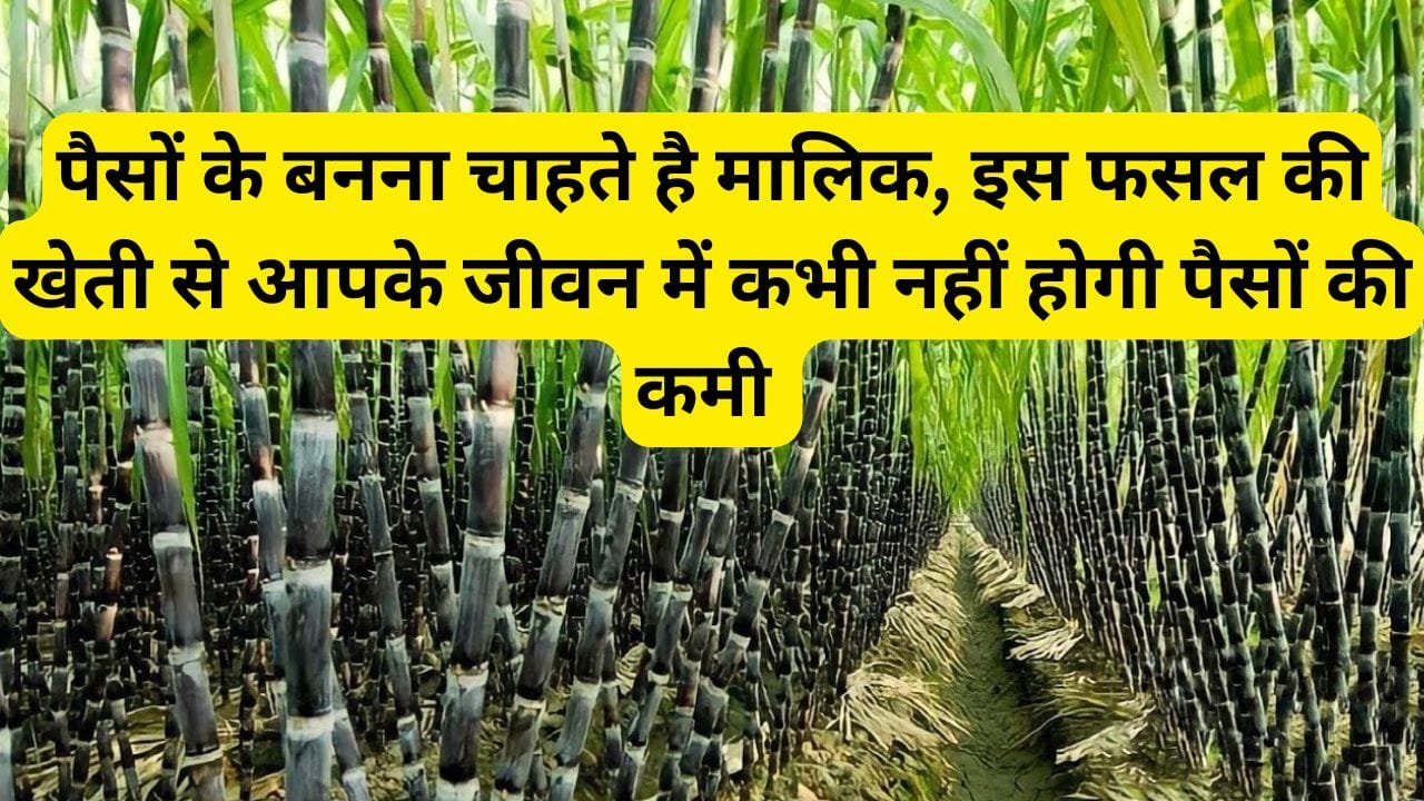 पैसों के बनना चाहते है मालिक, इस फसल की खेती से आपके जीवन में कभी नहीं होगी पैसों की कमी