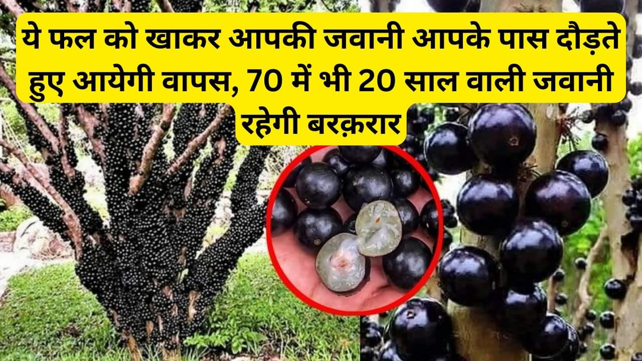 ये फल को खाकर आपकी जवानी आपके पास दौड़ते हुए आयेगी वापस, 70 में भी 20 साल वाली जवानी रहेगी बरक़रार, जाने इस फल का नाम