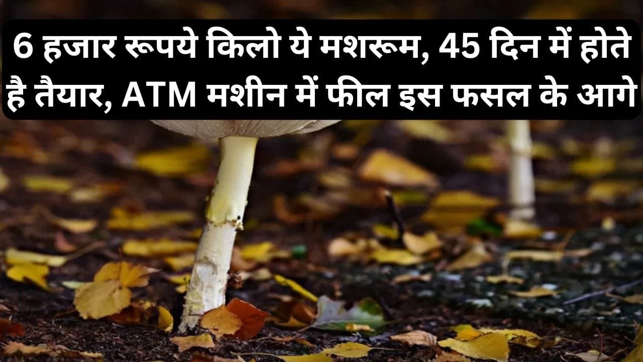 6 हजार रूपये किलो ये मशरूम, 45 दिन में होते है तैयार, ATM मशीन में फील इस फसल के आगे, जाने डिटेल में