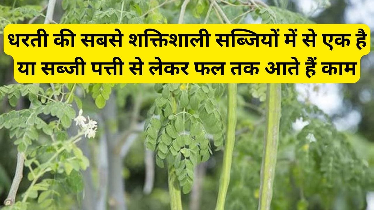 धरती की सबसे शक्तिशाली सब्जियों में से एक है या सब्जी, पट्टी से लेकर फल तक आते हैं काम, जाने इसका नाम