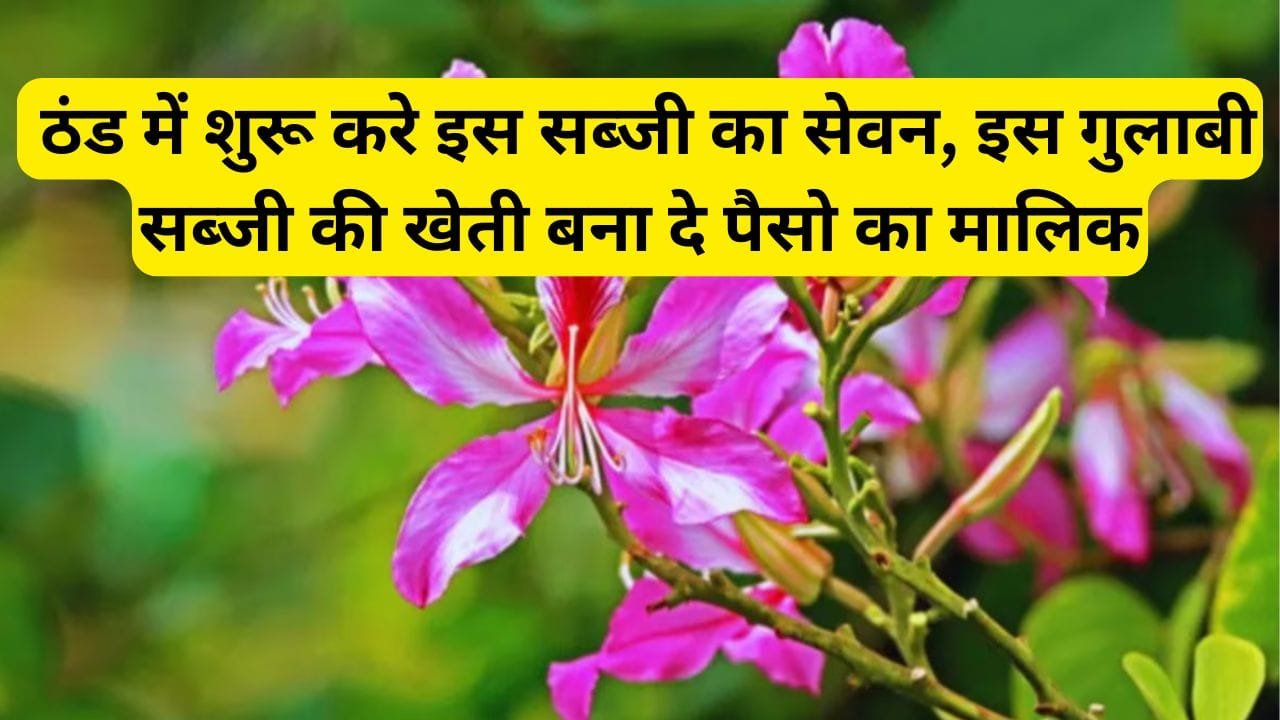 जड़ से दर्द को करे गायब ये सब्जी, ठंड में शुरू करे इस सब्जी का सेवन, इस गुलाबी सब्जी की खेती बना दे पैसो का मालिक