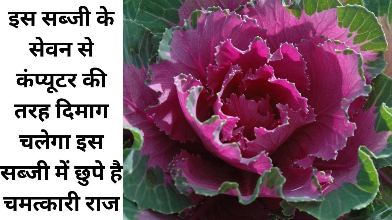 इस सब्जी के सेवन से कंप्यूटर की तरह दिमाग चलेगा, इस सब्जी में छुपे है चमत्कारी राज, जानिए इस सब्जी का नाम