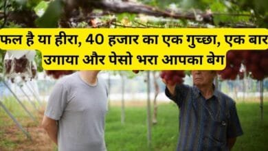 फल है या हीरा, 40 हजार का एक गुच्छा, एक बार उगाया और पेसो भरा आपका बेग, जरा पढ़िए इस फल का नाम