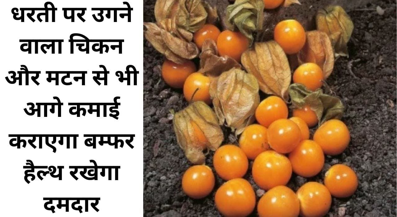 धरती पर उगने वाला चिकन और मटन से भी आगे, कमाई कराएगा बम्फर, हैल्थ रखेगा दमदार, पढ़िए इस फल के बारे में