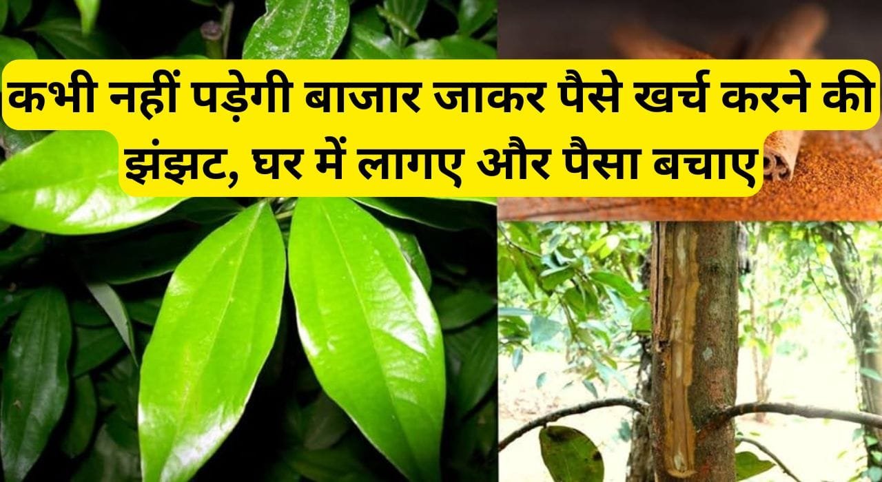 कभी नहीं पड़ेगी बाजार जाकर पैसे खर्च करने की झंझट, घर में लागए और पैसा बचाए, जाने कैसे लागए