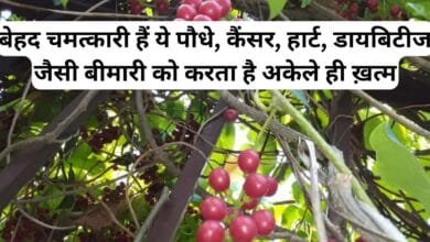 बेहद चमत्कारी हैं ये पौधे, कैंसर, हार्ट, डायबिटीज जैसी बीमारी को करता है अकेले ही ख़त्म, जानिए इस जड़ी बूटी के बारे