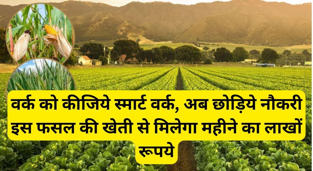 वर्क को कीजिये स्मार्ट वर्क, अब छोड़िये नौकरी, इस फसल की खेती से मिलेगा महीने का लाखों रूपये, पढ़िए इस फसल का नाम