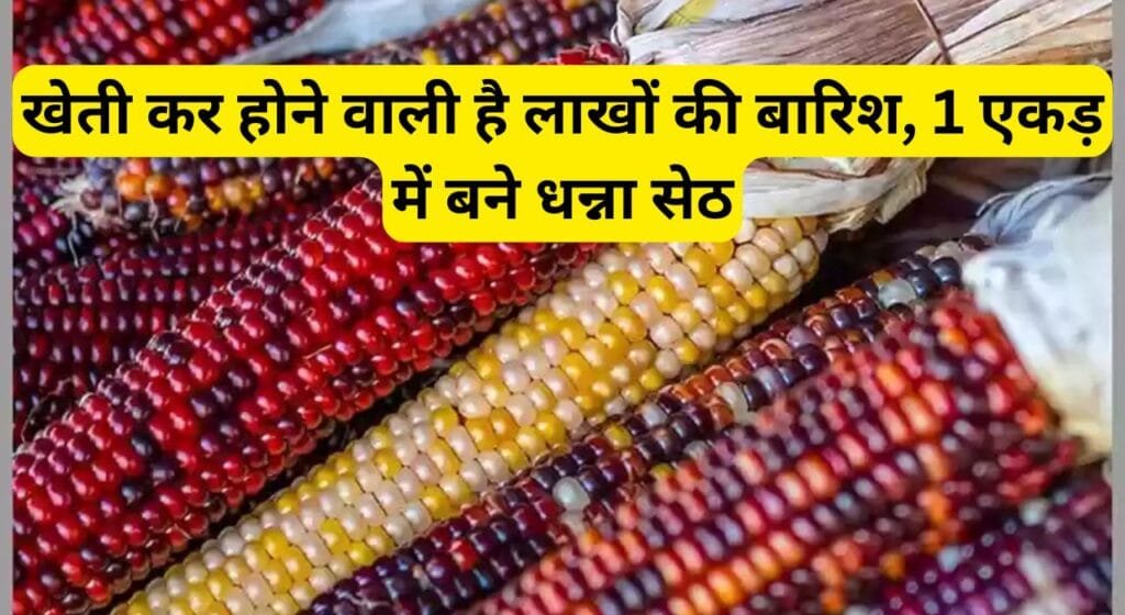 Waxy Maize Farming: खेती कर होने वाली है लाखों की बारिश, 1 एकड़ में बने धन्ना सेठ, जाने इस फसल नाम