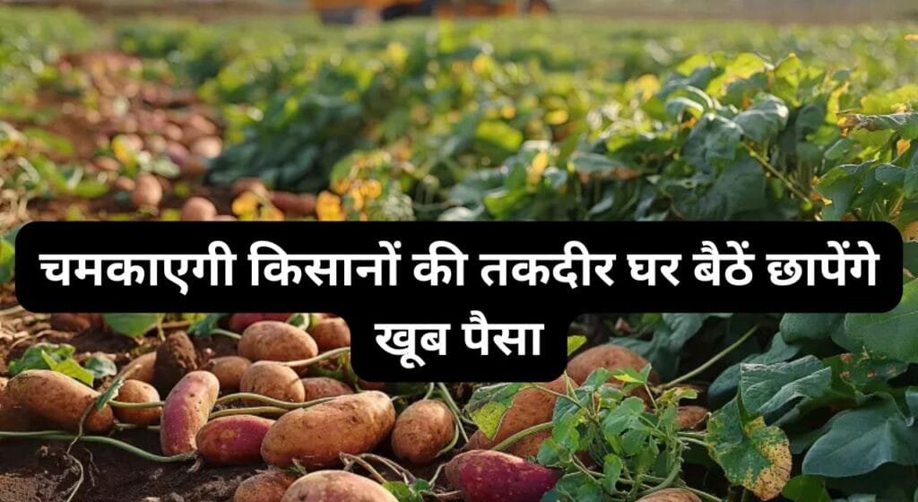 Pink Potato farming: चमकाएगी किसानों की तकदीर, घर बैठें छापेंगे खूब पैसा, जानिए कैसे कर सकते है खेती