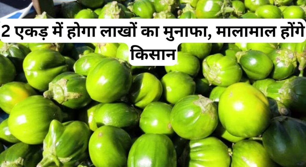 2 एकड़ में होगा लाखों का मुनाफा, मालामाल होंगे किसान, शुरू कीजिये इस फसल की खेती