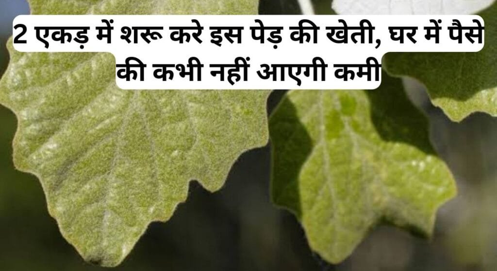 2 एकड़ में शरू करे इस पेड़ की खेती, घर में पैसे की कभी नहीं आएगी कमी, जाने इस फेमस पेड़ के बारे में