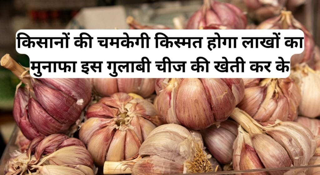 किसानों की चमकेगी किस्मत होगा लाखों का मुनाफा इस गुलाबी चीज की खेती कर के, पढ़िए इस फसल के बारे में