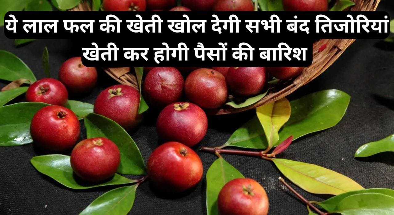 ये लाल फल की खेती खोल देगी सभी बंद तिजोरियां, खेती कर होगी पैसों की बारिश, पढ़िए इस फल के बारे में