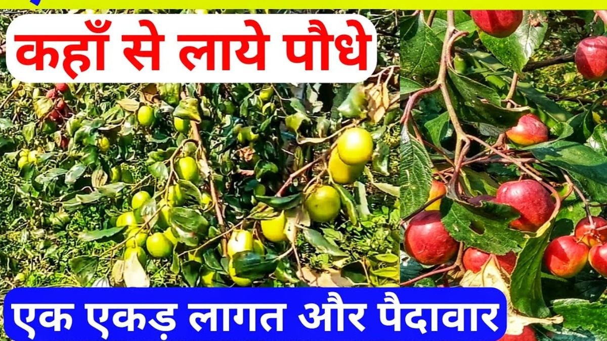 आजमा लो खेती कमाओ भरपूर कभी घाटे में नहीं जायेगी ये फसल बाजार में दिखते ही लगती भीड़