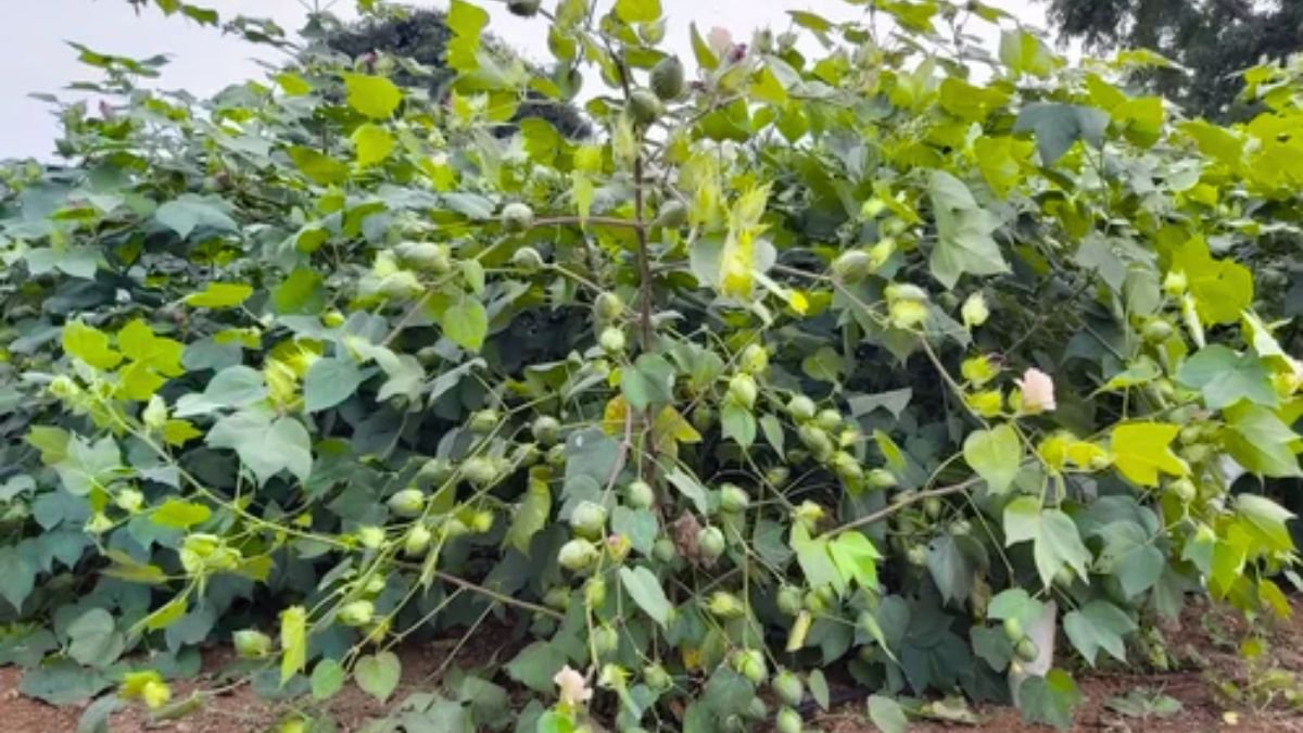 दिन हो या रात हर घर में होती है इसकी डिमांड कर लो इस फसल की खेती अमीर बनते देर नहीं लगेगी