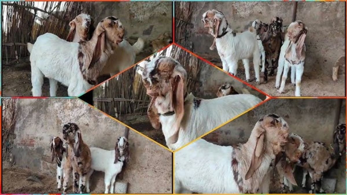 2 से 3 लीटर दूध देने वाली इस नस्ल की बकरी महीने भर में बना देगी करोड़पति रात दिन आएगा पैसा ही पैसा
