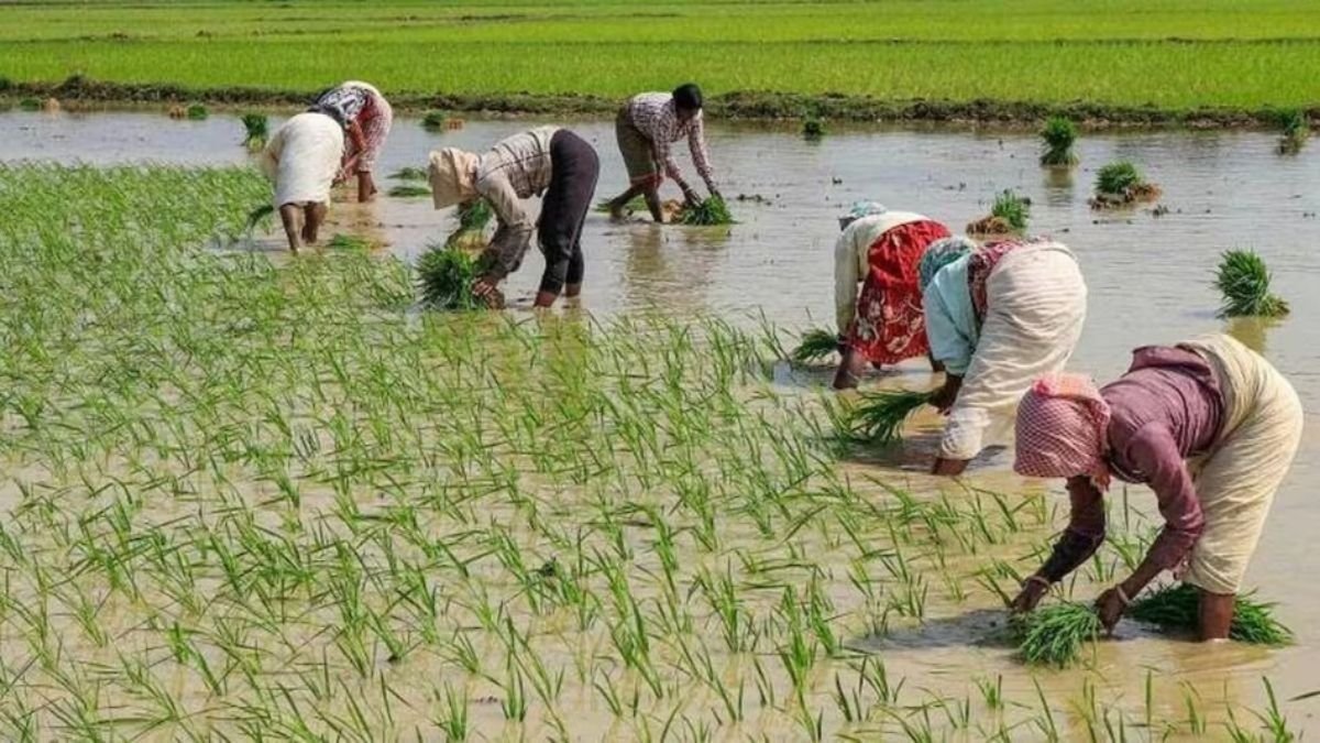 किसानों के लिए खुशखबरी बरसात में बुआई के लिए धान के बीज पर मिल रही सब्सिडी देखे डिटेल
