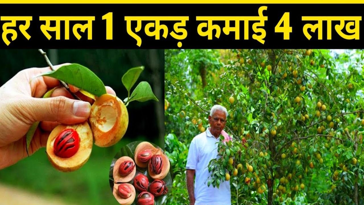 पोल्लाची का जायफल क्यों है इतना खास?